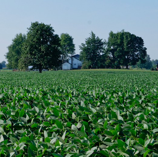 Novozymes' CEO Peder Holk Nielsen took some time recently to chat with TriplePundit about some of the company's latest developments in its quest to make agriculture and food production more efficient and sustainable. 
