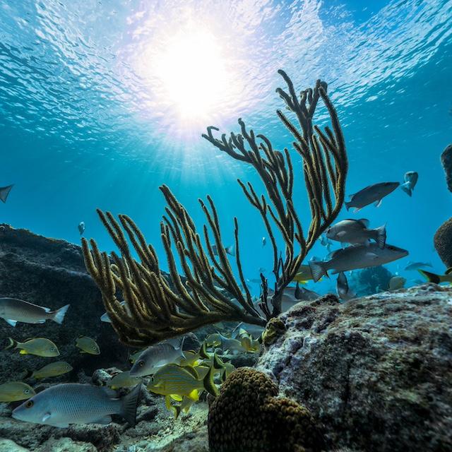 Fishing swimming around coral — ocean biodiversity