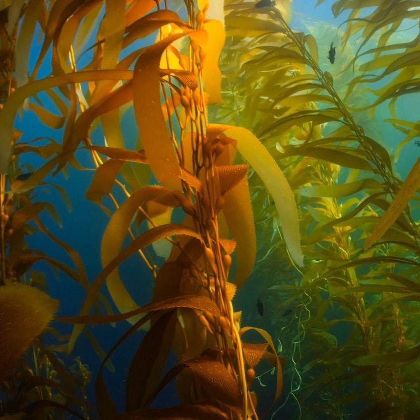 Seaweed growing underwater. 