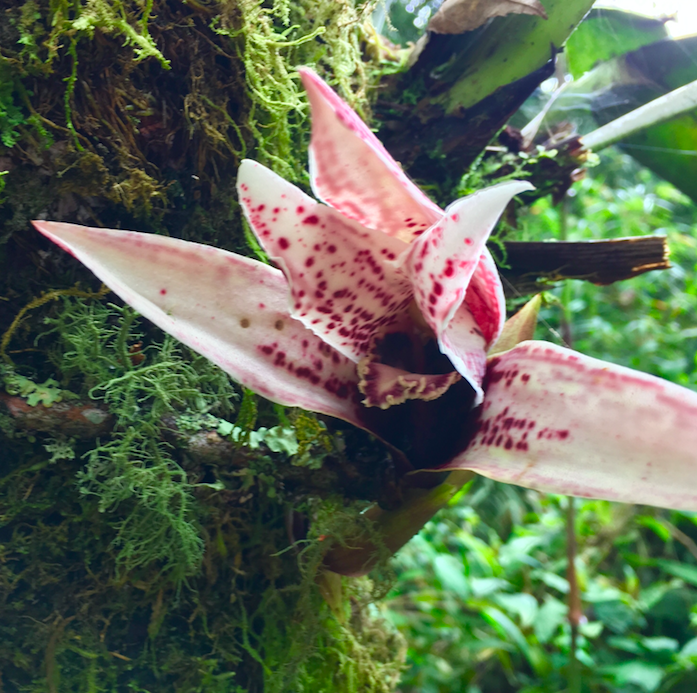 Apple scored plenty of attention with the announcement it would partner with Conservation International to protect 27,000 acres of mangrove forests in Colombia. Why would the Silicon Valley giant take on such a project?