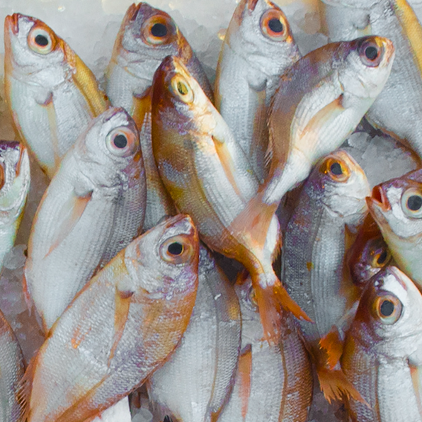 EDF's Smart Boat Initiative seeks to partner with stakeholders in the fishing industry to test technologies such as sensors, networks and data analysis that could transform fishing vessels into "smart boats."