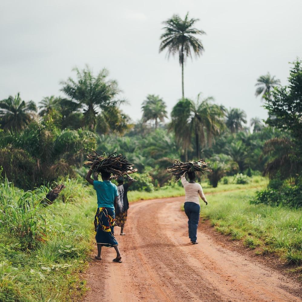 people gather fire wood in the forest in Sierra Leone - environmental justice targets needed to fight inequality