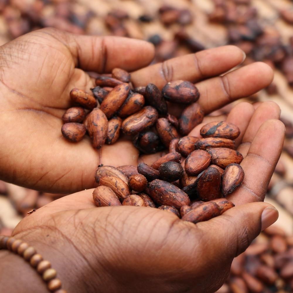 person holding cacao