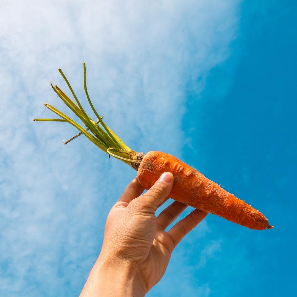 person holding carrot with blue sky background