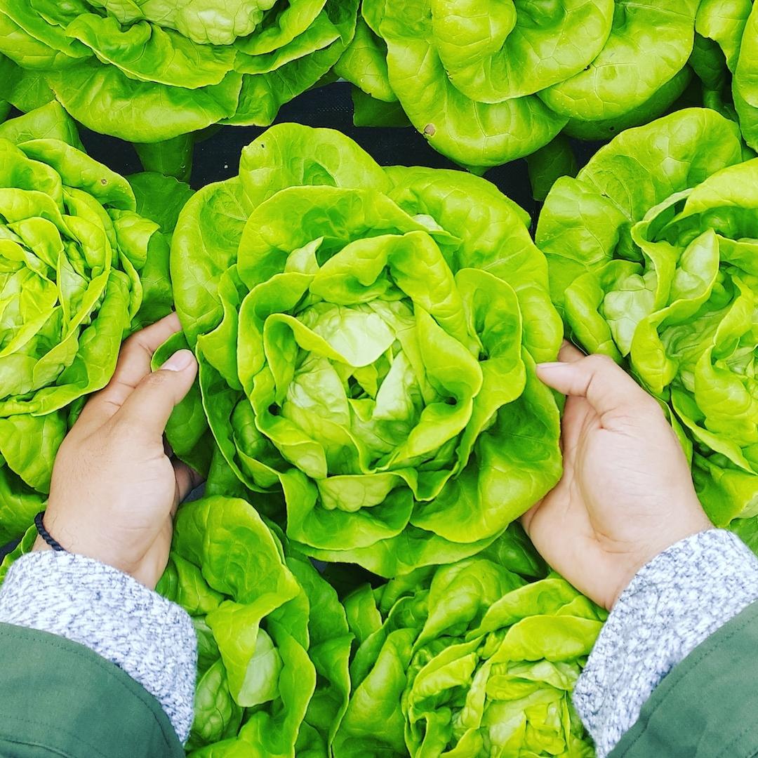 person picking lettuce growing in field - blockchain solutions for agriculture