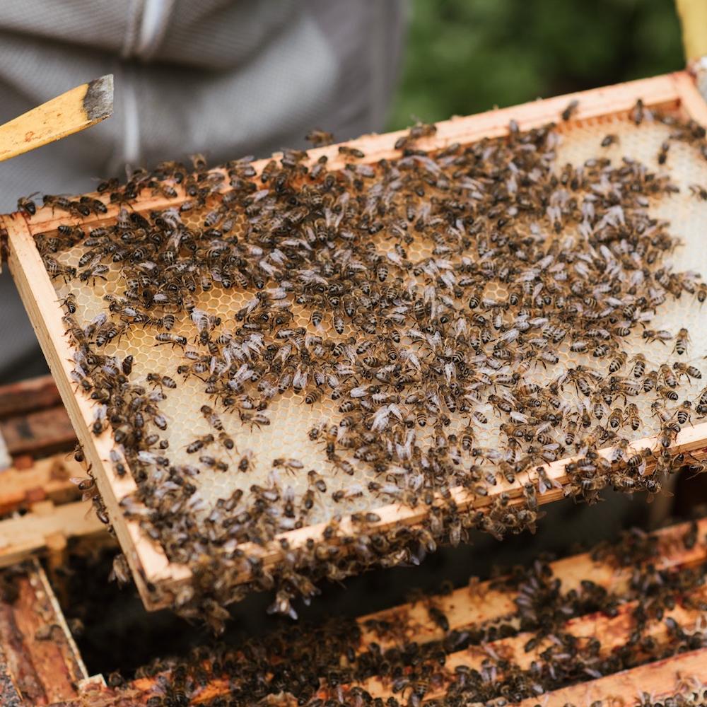 A beekeeper holds honeycomb with honey bees on it. 