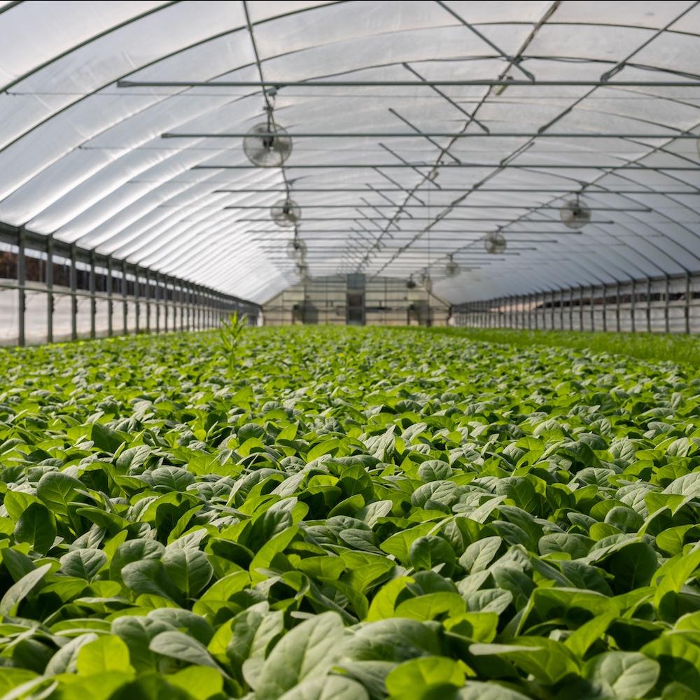 Plants growing in a greenhouse. 