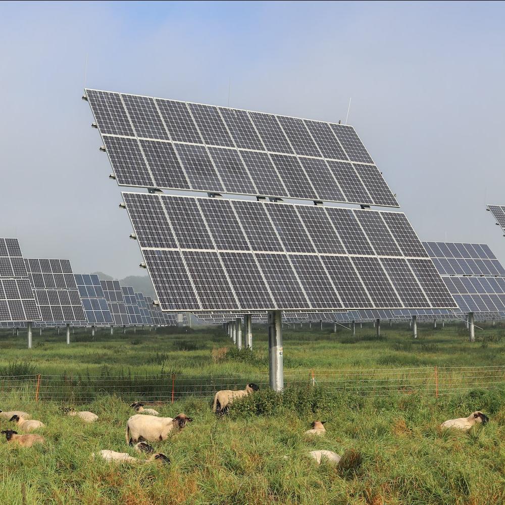 A flock of sheep grazing on a solar farm - renewable energy