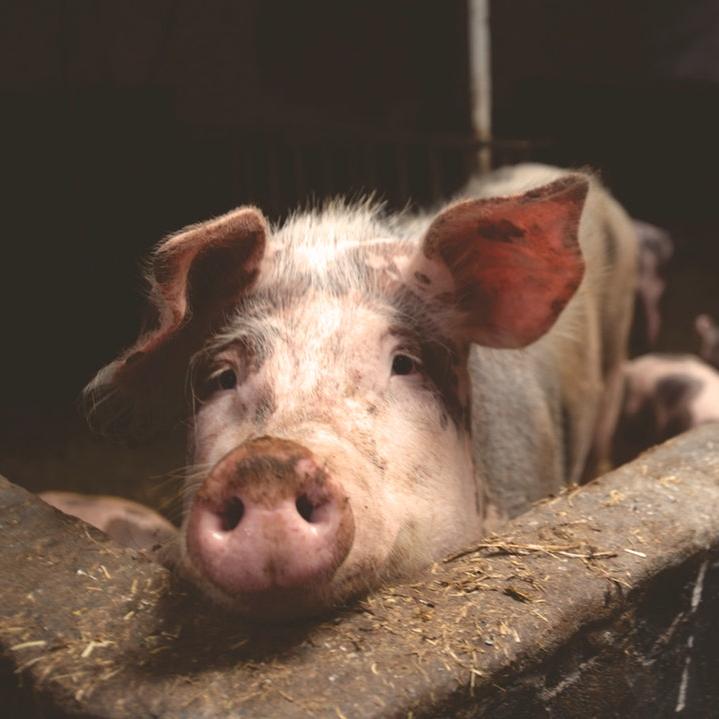Niman Ranch sustainable livestock farming