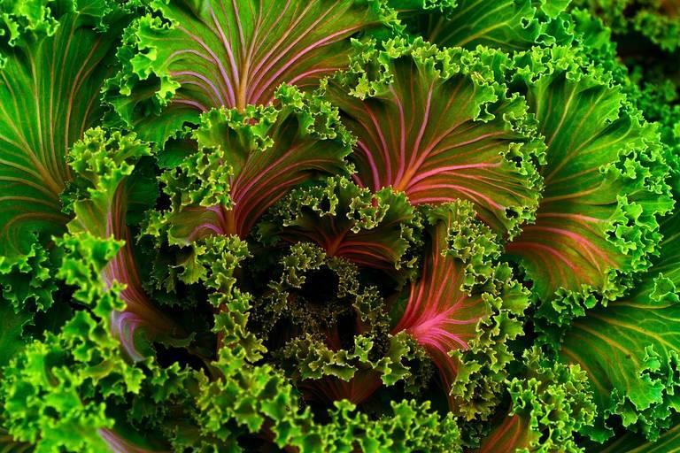 plant-690051_1280.jpg
