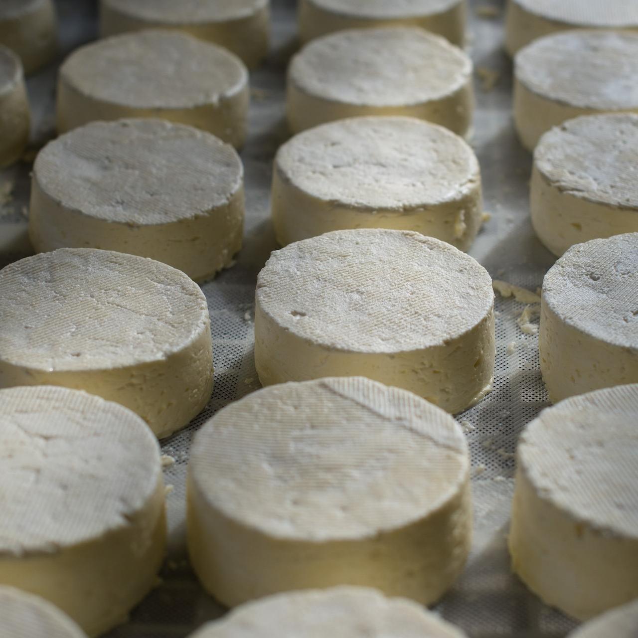 plant-based cheese