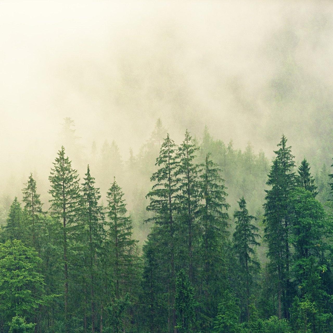 Climate Action