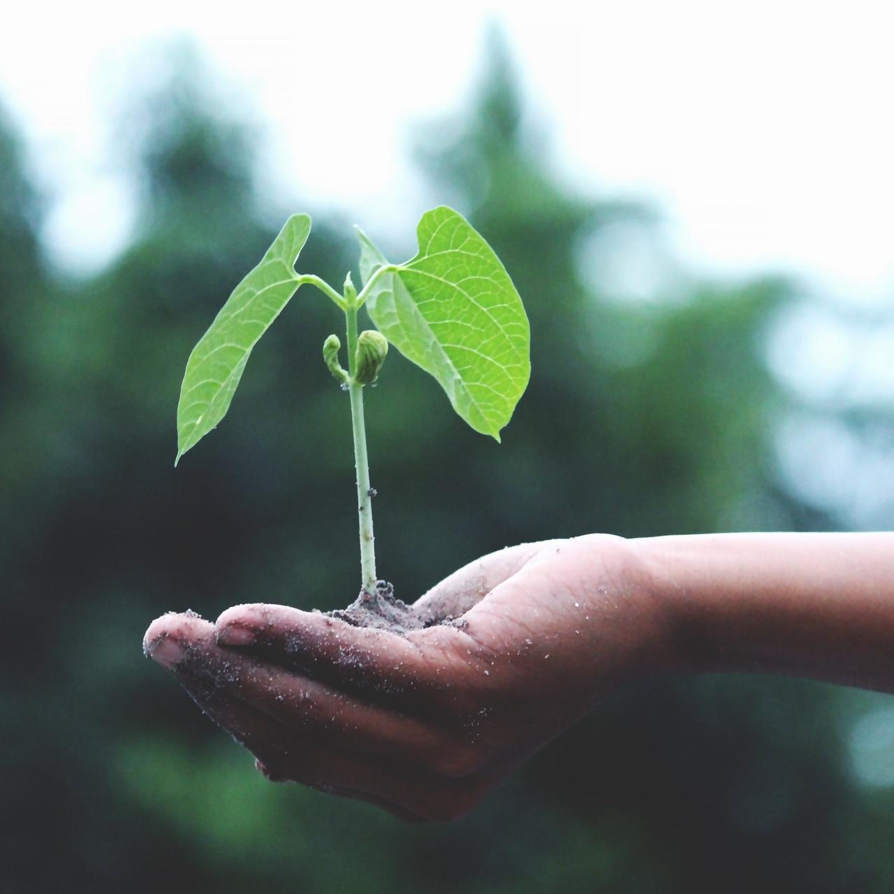 planting trees