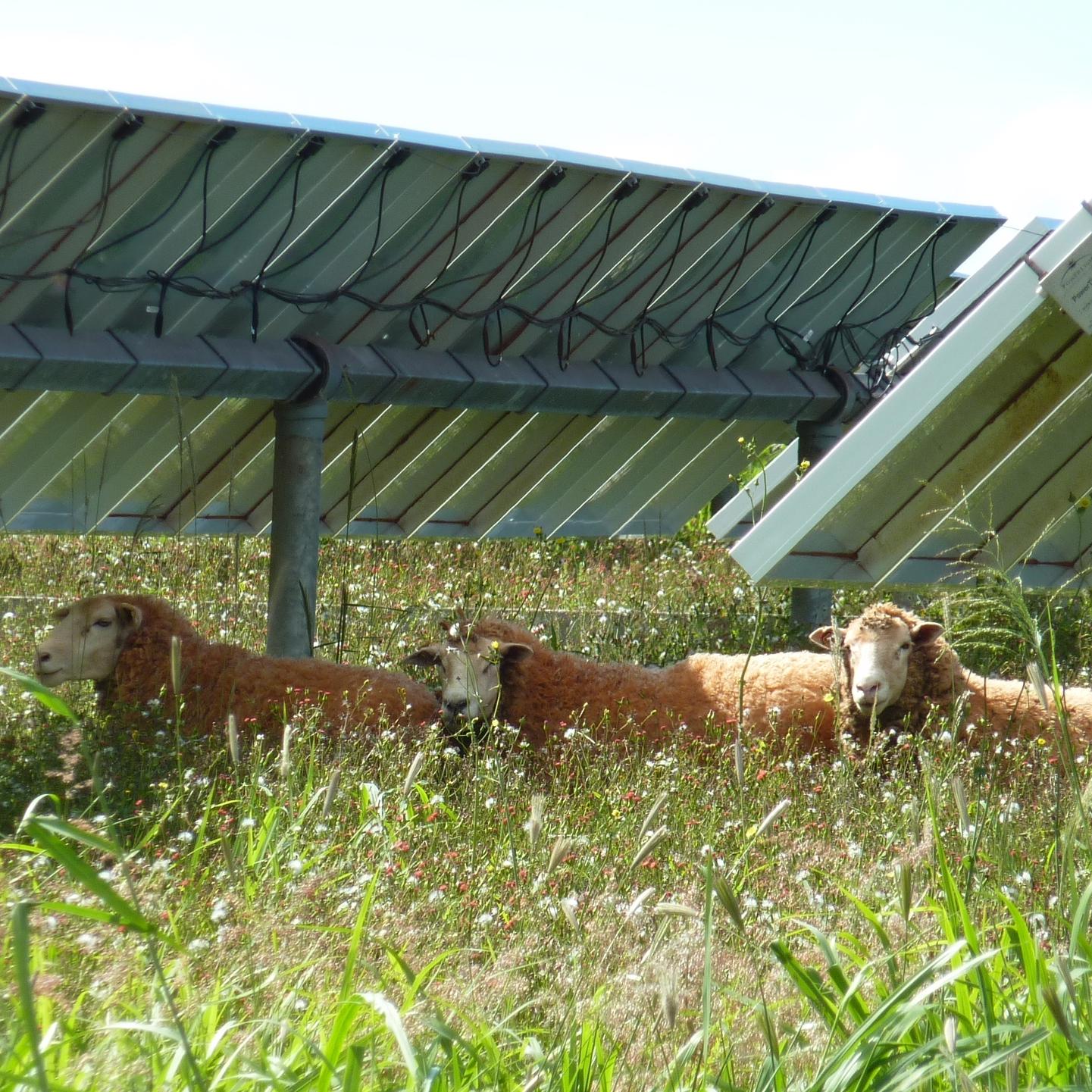 Solar Panels