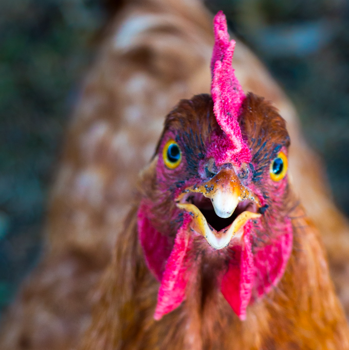 Animal Welfare