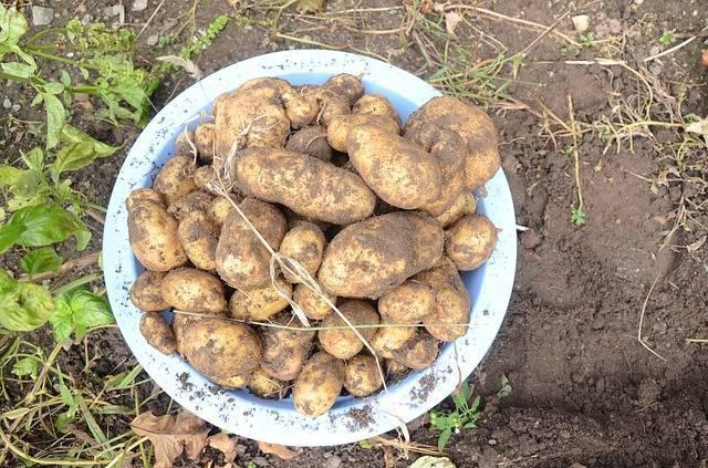 potatoes-704660_640.jpg