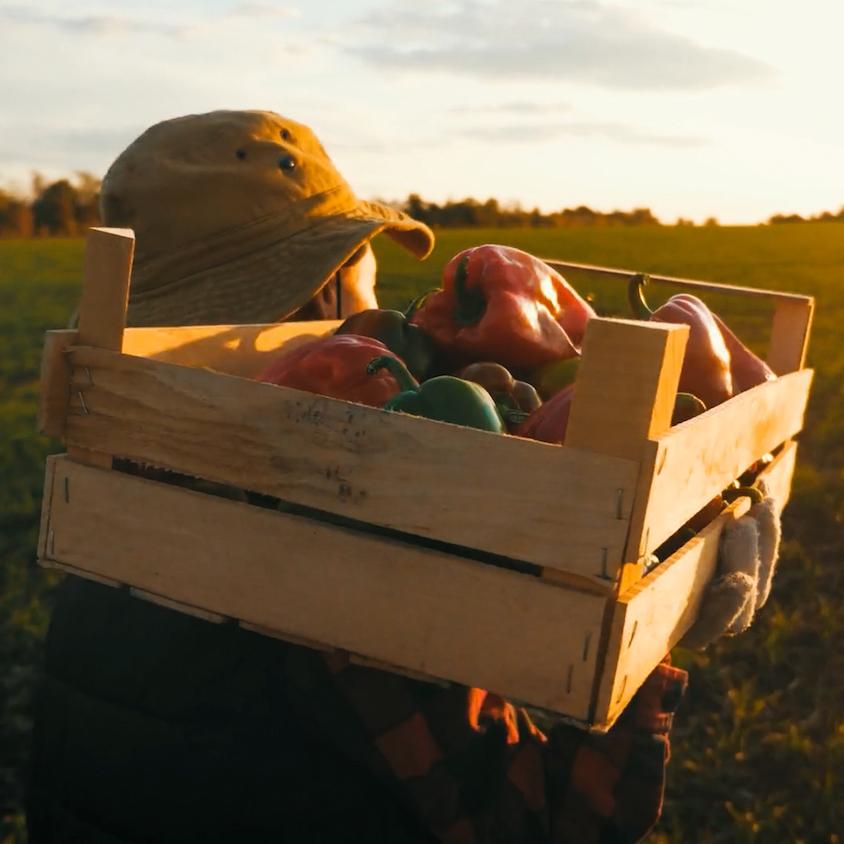 produce industry - farmer picks peppers in sonora mexico