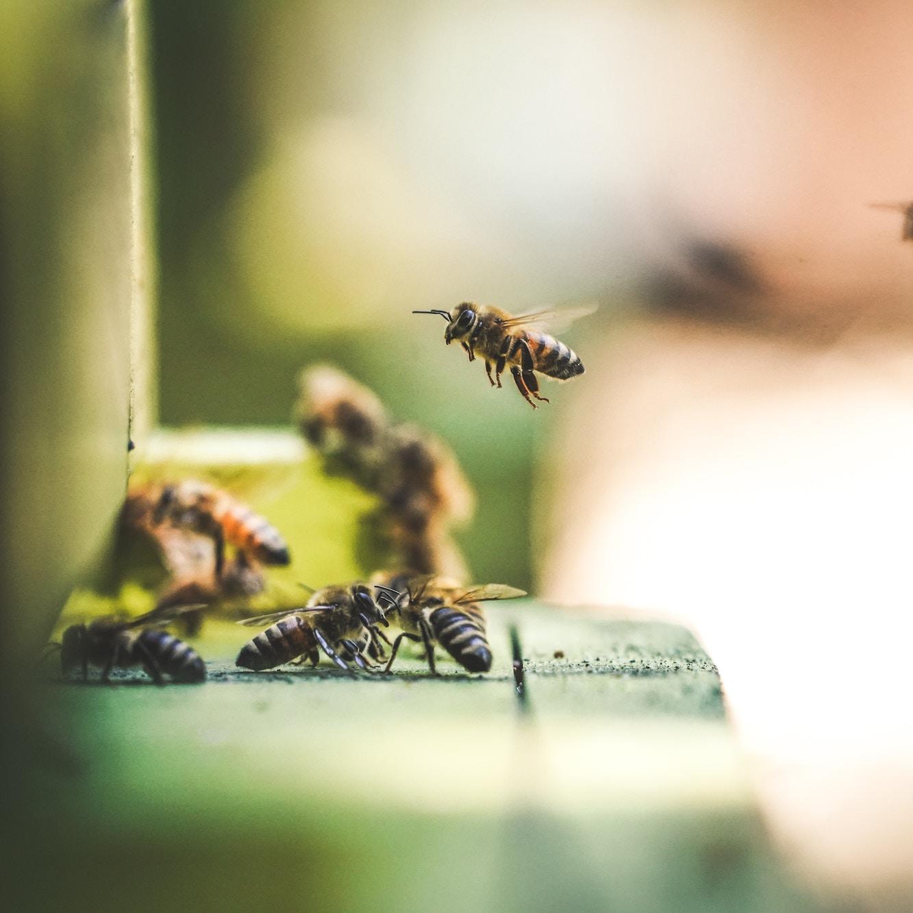 protect pollinator habitats