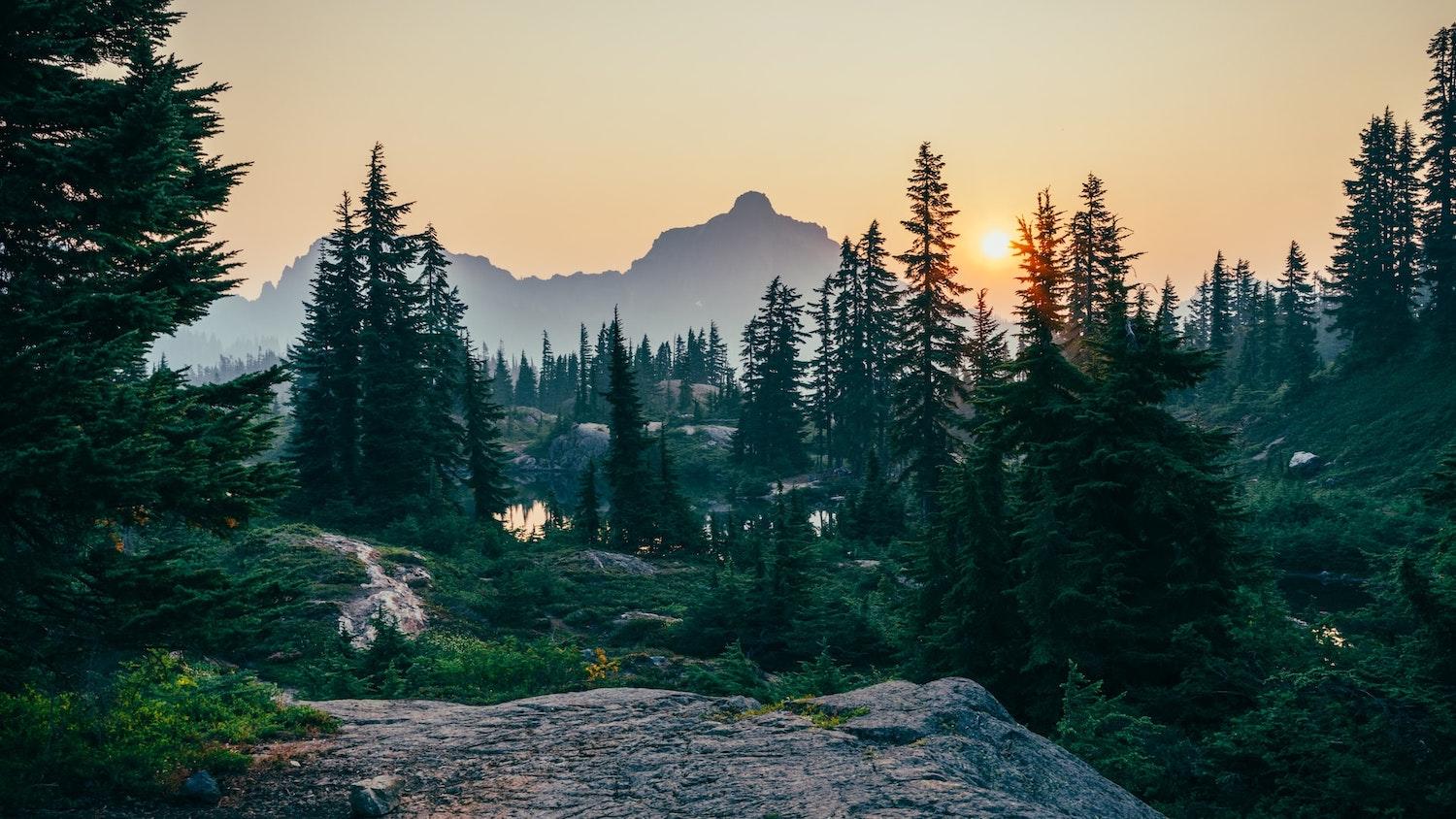 forest - public lands