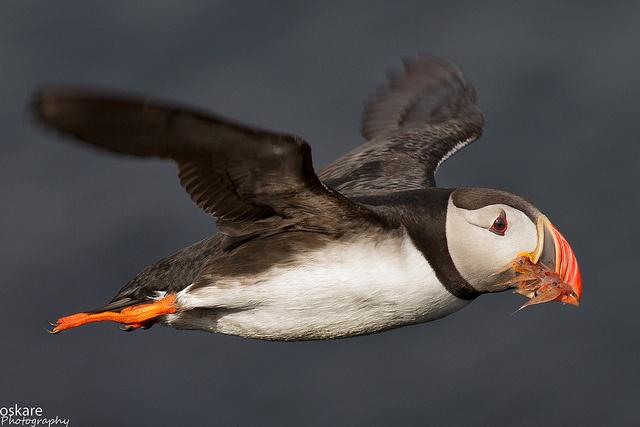 puffin.jpg