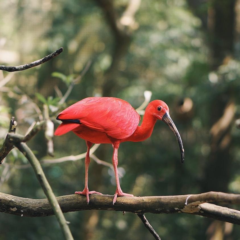 red bird in amazon rainforest Brazil