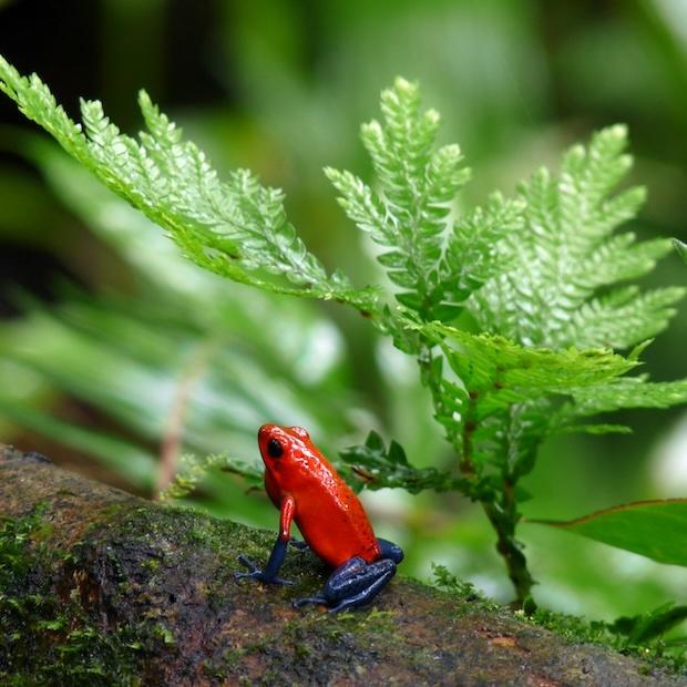red frog in a rainforest — nature — biodiversity