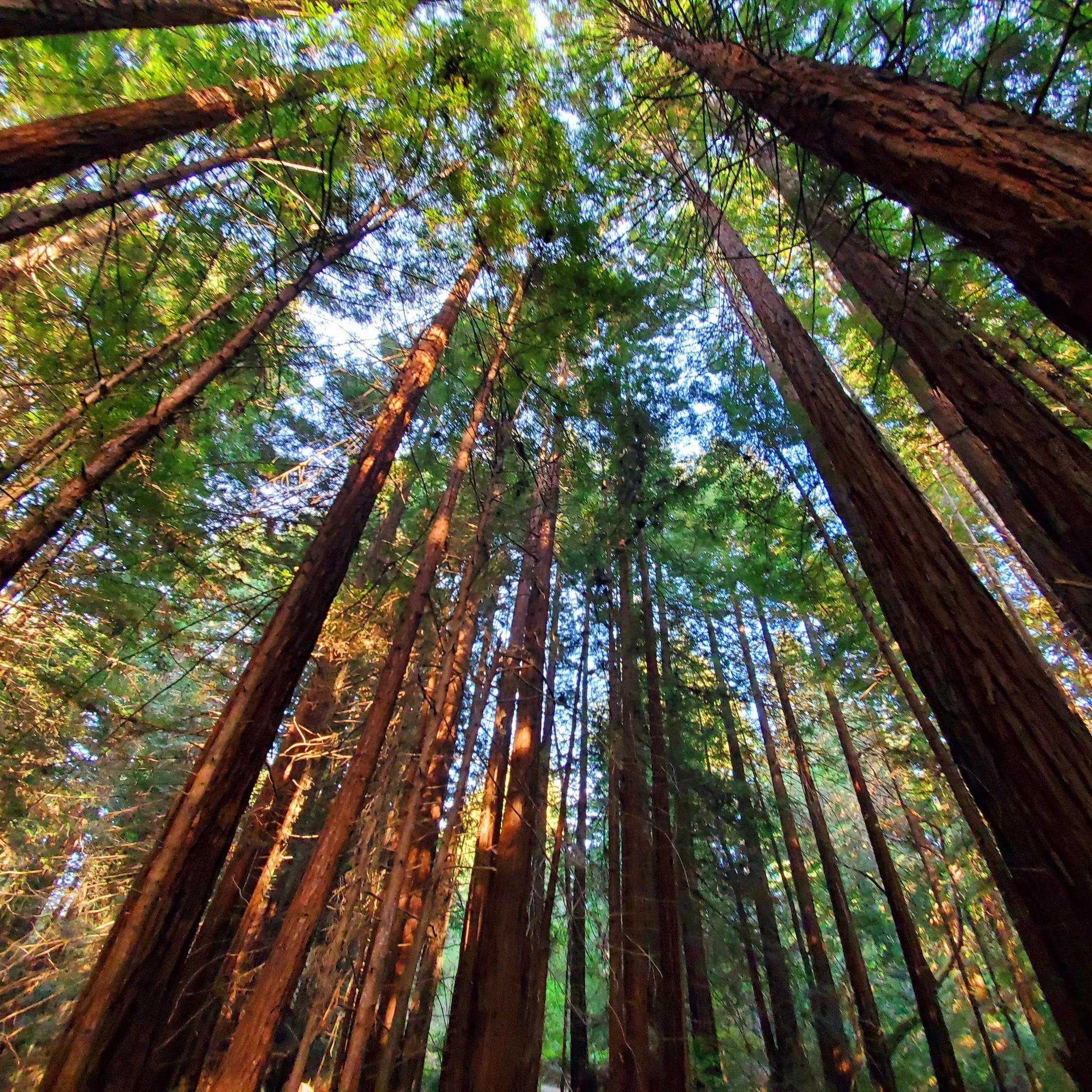Reforestation