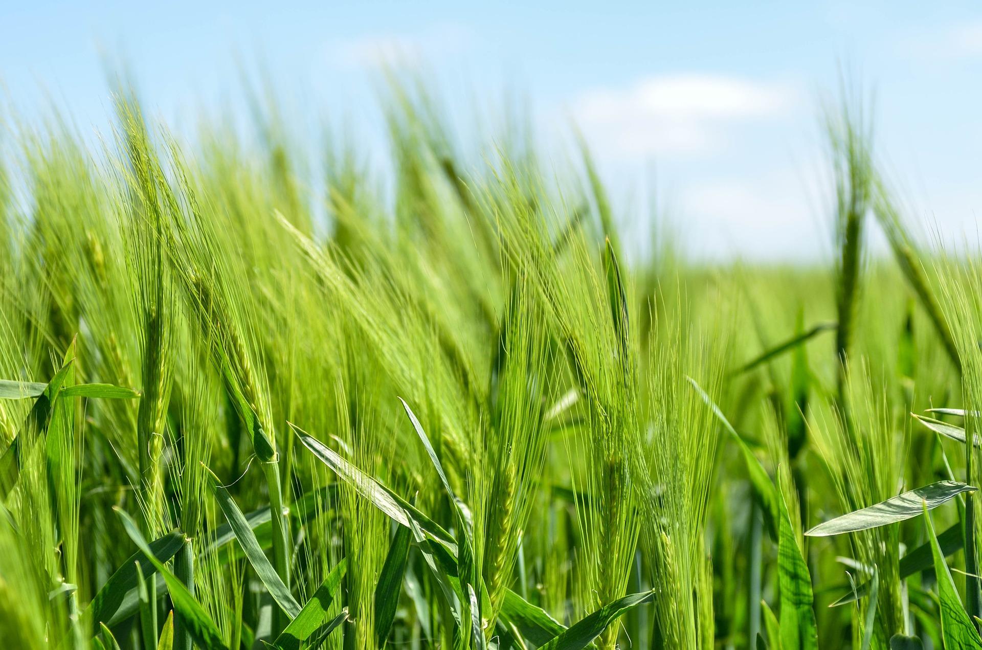 regenerative agriculture