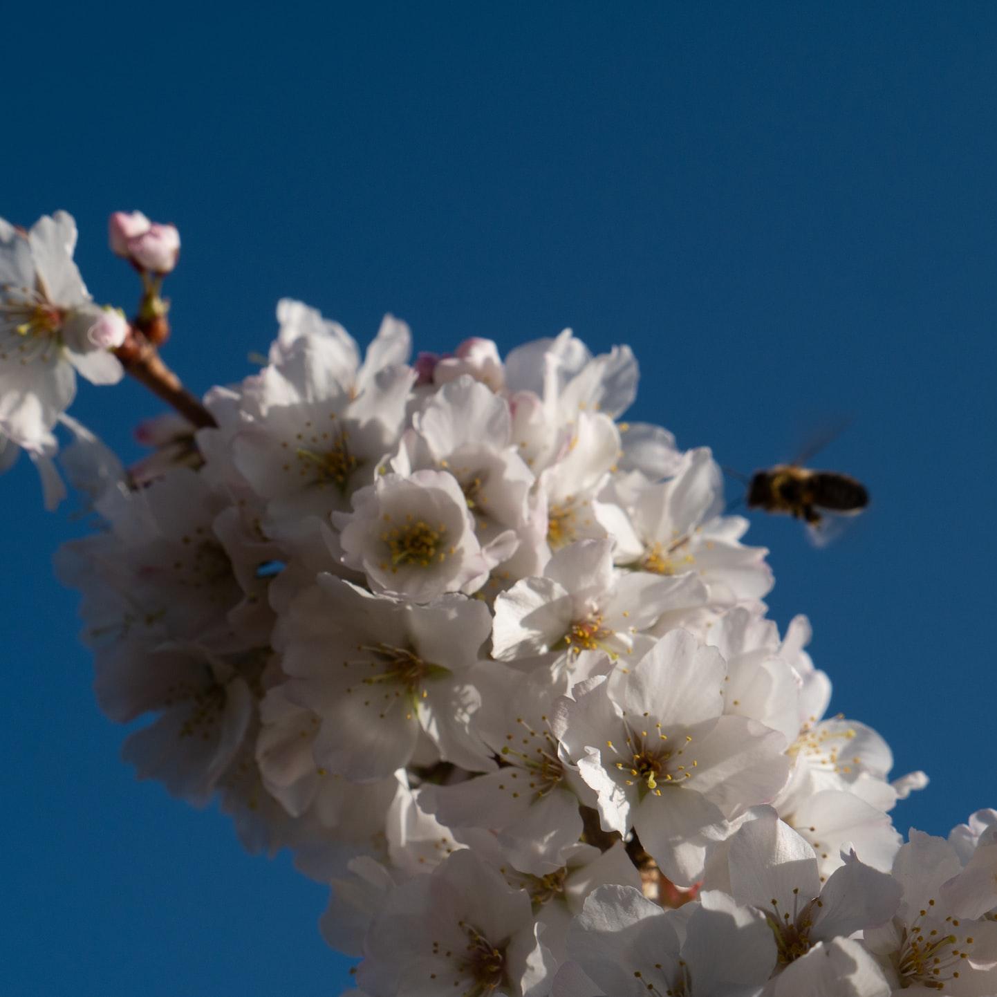 Regenerative Agriculture