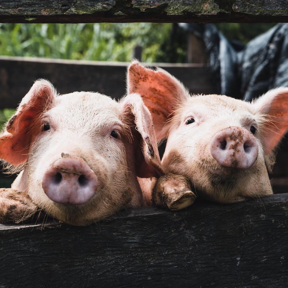 regenerative agriculture with livestock