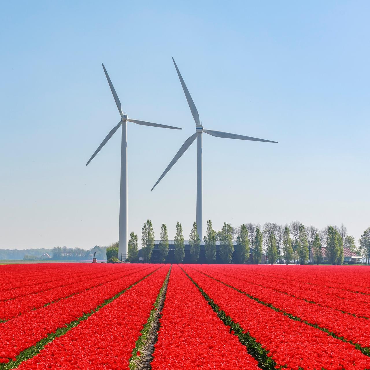 Renewables