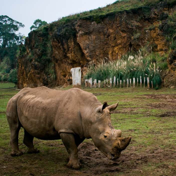 rhino bonds