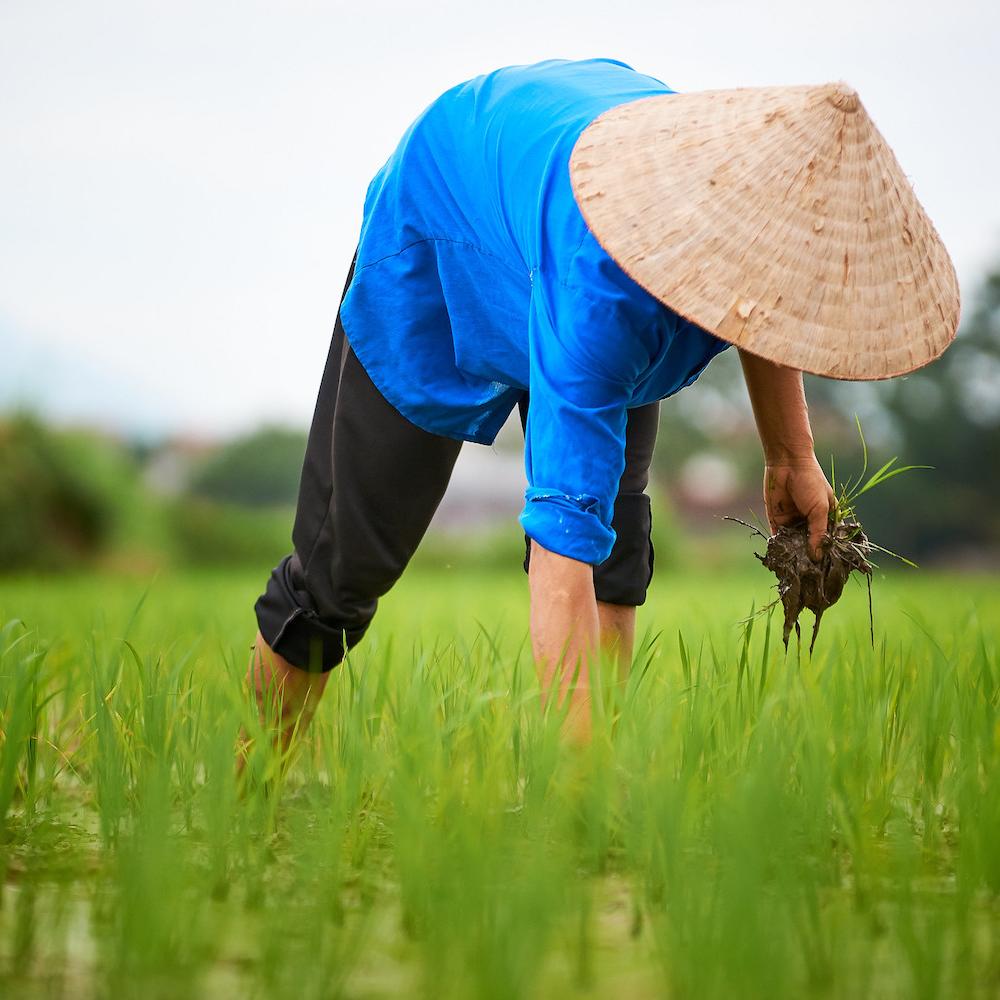rice farmer vietnam