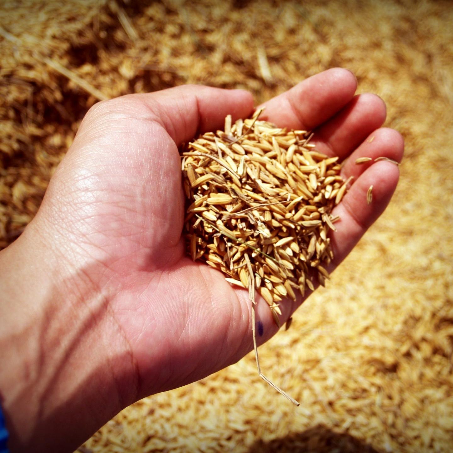 Regenerative Agriculture