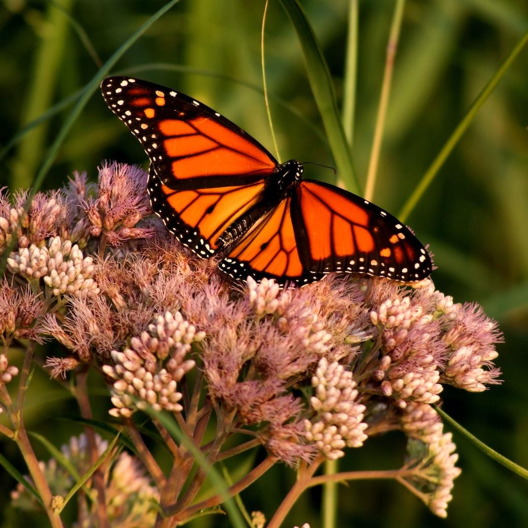 A monarch butterfly on a flower.