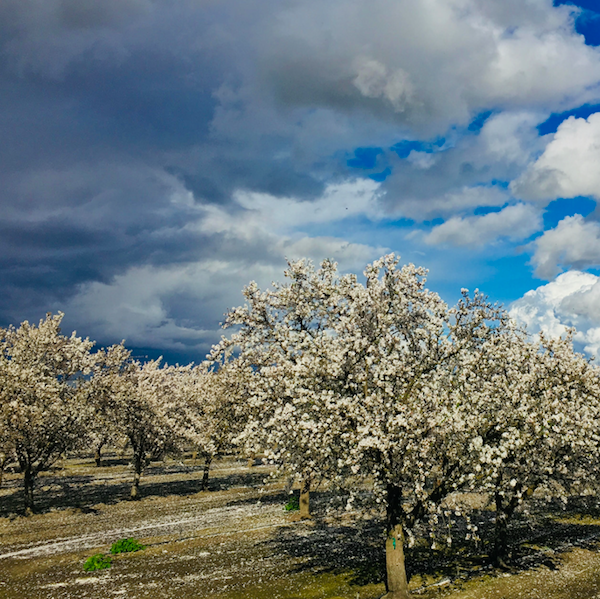 A startup working with IBM believes it could harness blockchain technology in order to save California's breadbasket, the San Joaquin Valley, from sinking.