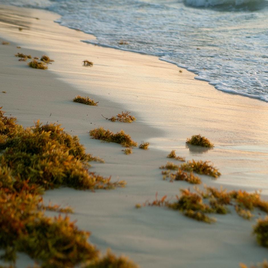 sargassum seaweed washed up on the beach in Quintana Roo Mexico