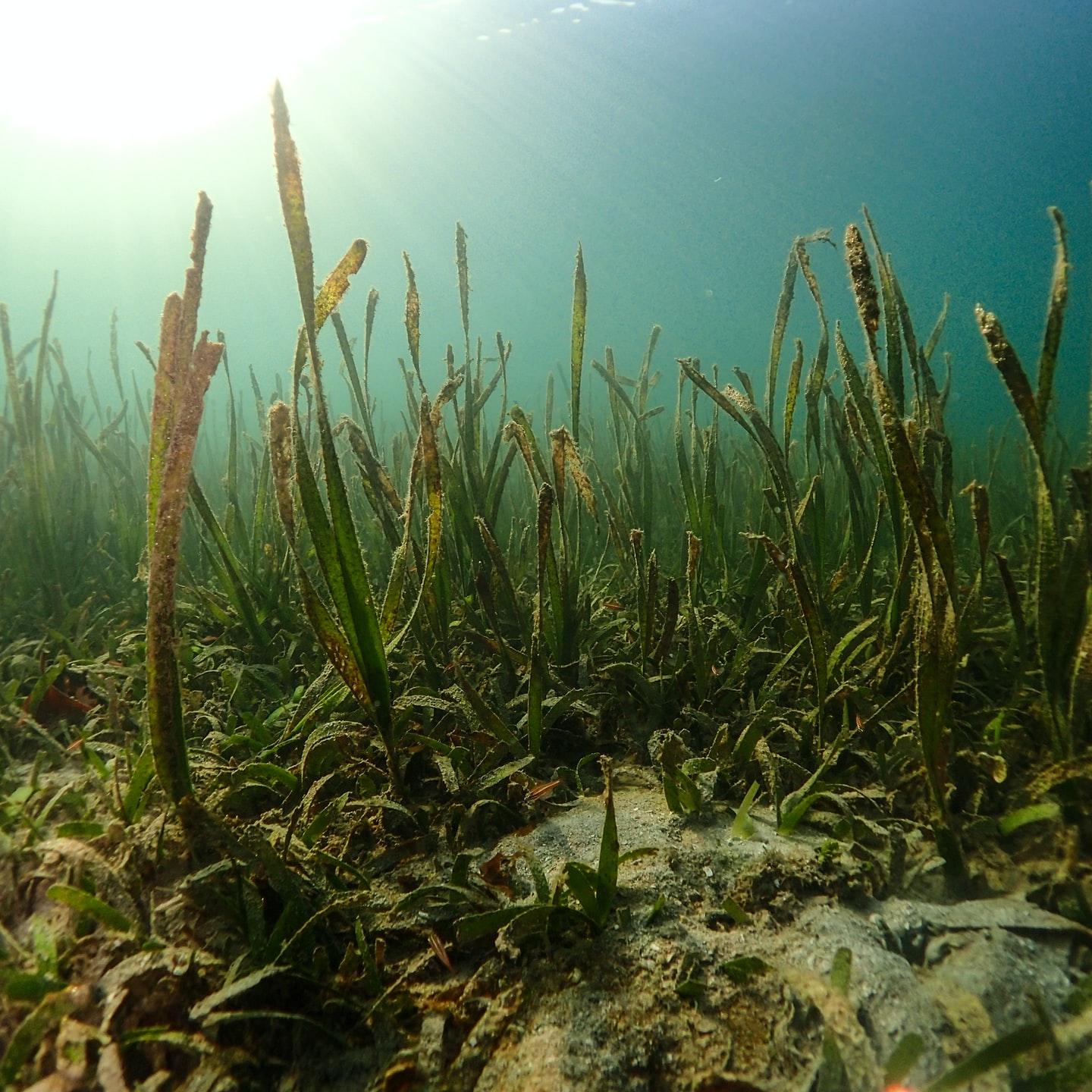 Seagrass