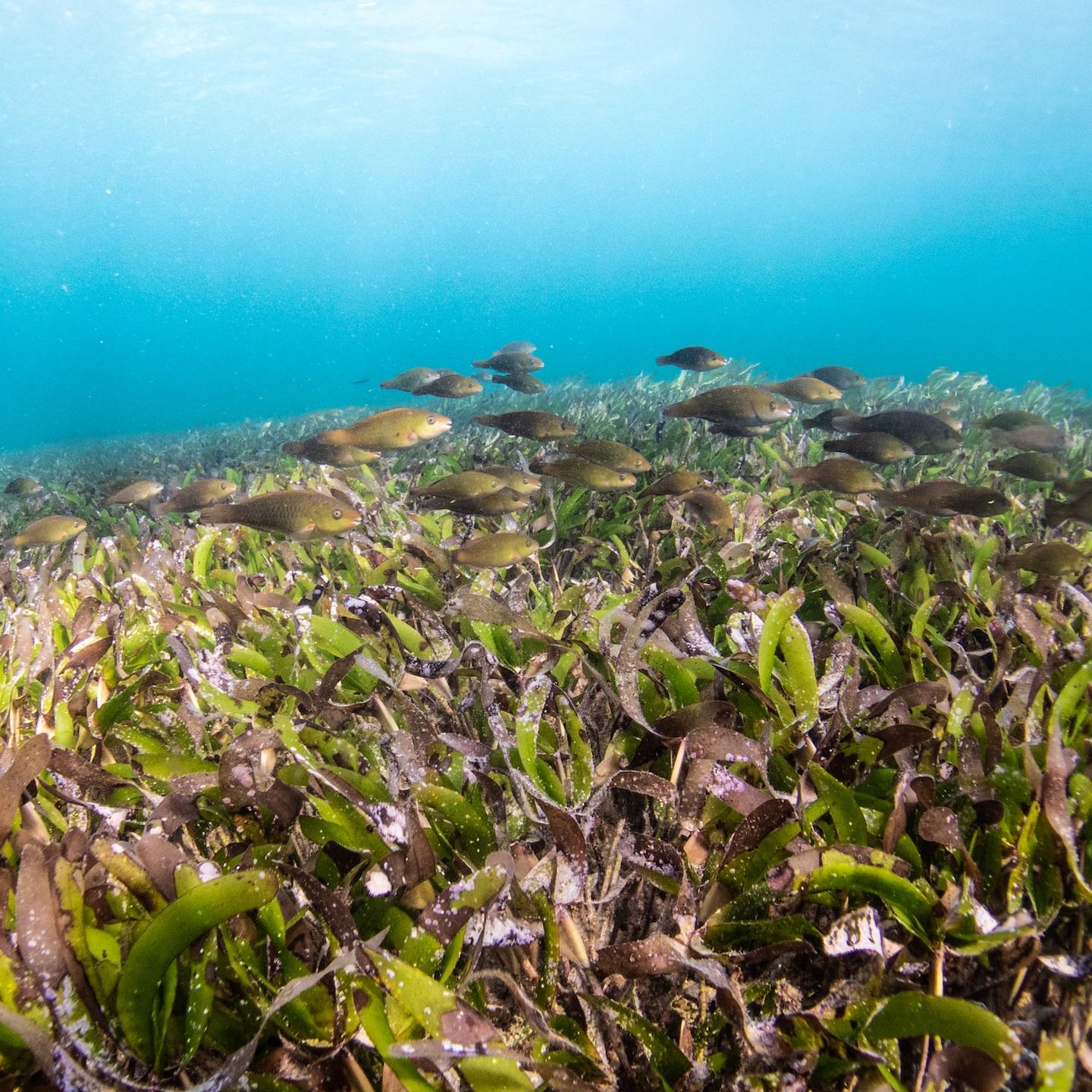 seagrasses