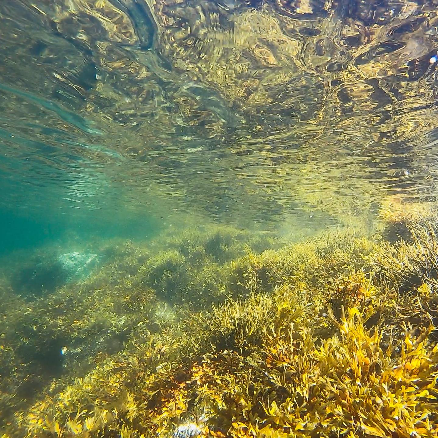 seaweed