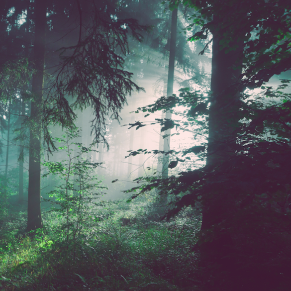 The effectiveness of corporate tree planting programs is subject to debate, but Shell is doubling down on reforestation, saying it will spend $300 million on forest restoration efforts over the next three years.