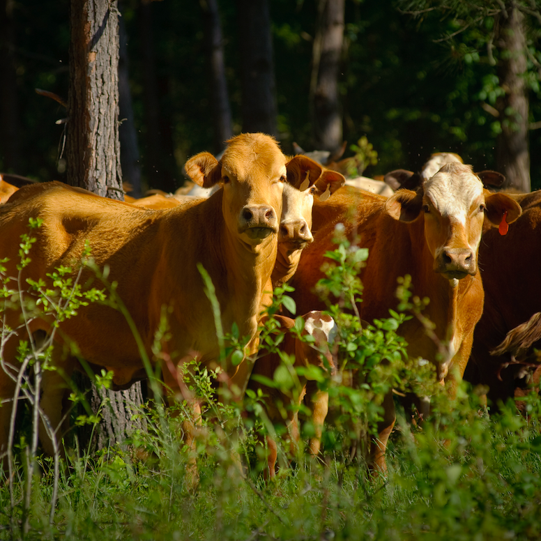 Agroforestry