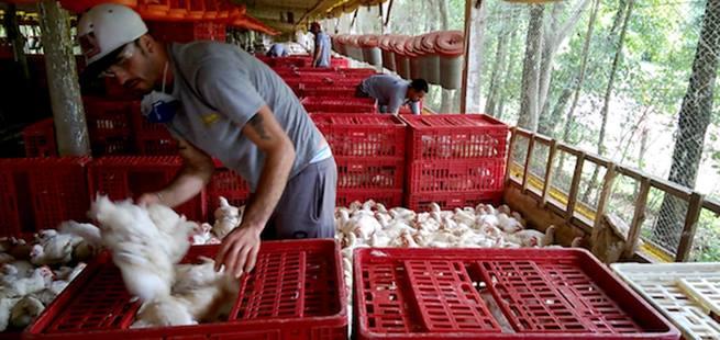 slavery-poultry-brazil.jpg slavery-poultry-brazil.jpg
