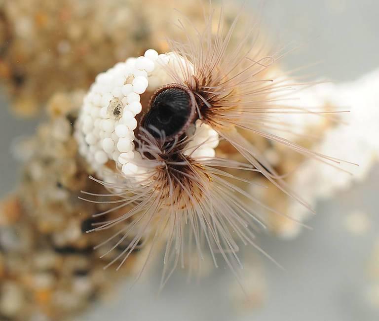 slug_sandcastle_worm_FredHayes-UU.jpg