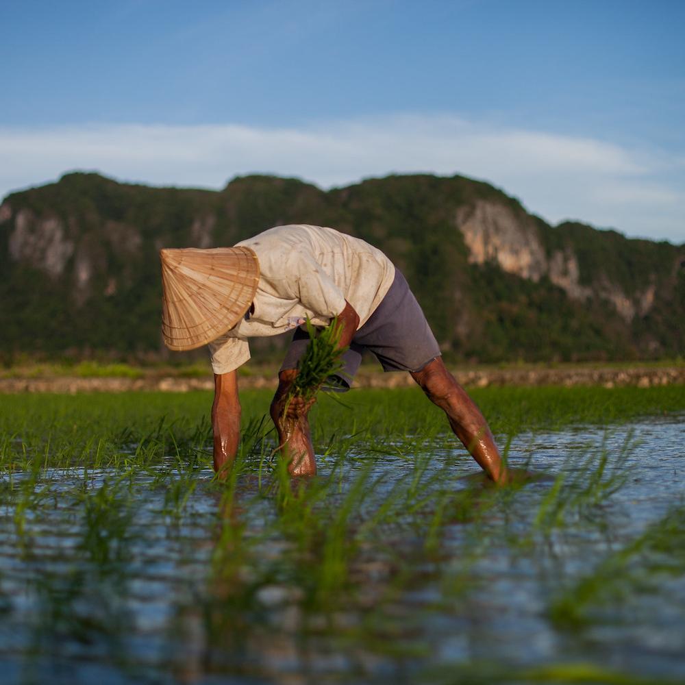 smallholder farms - farmer plants rice in field in Indonesia