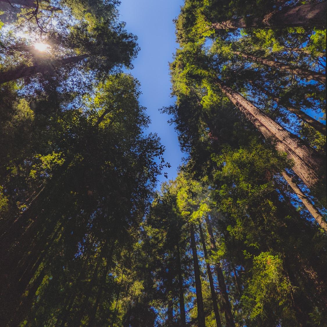 Trees photographed from below.