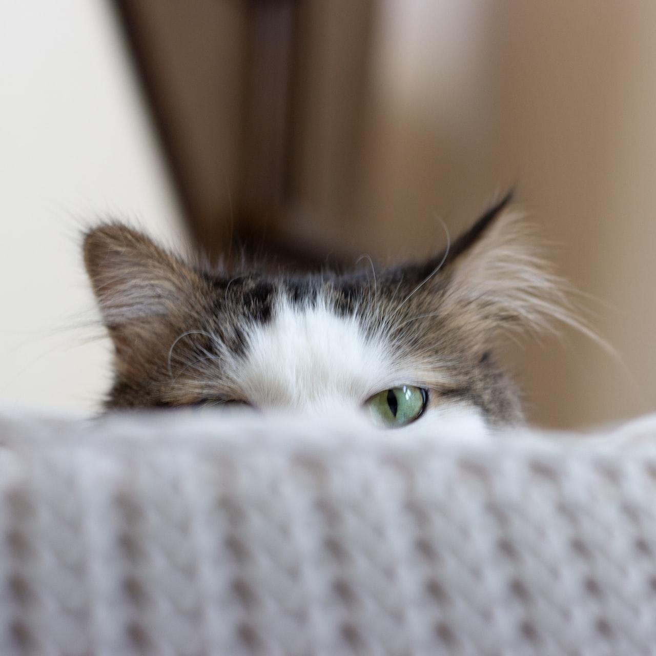 spying