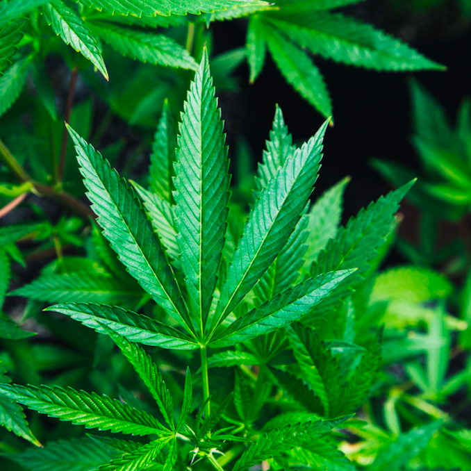 With the weekend’s 4/20 becoming mainstream and celebrated more than ever before, it’s high time to take a look at the industry to gauge this sector's overall sustainability.