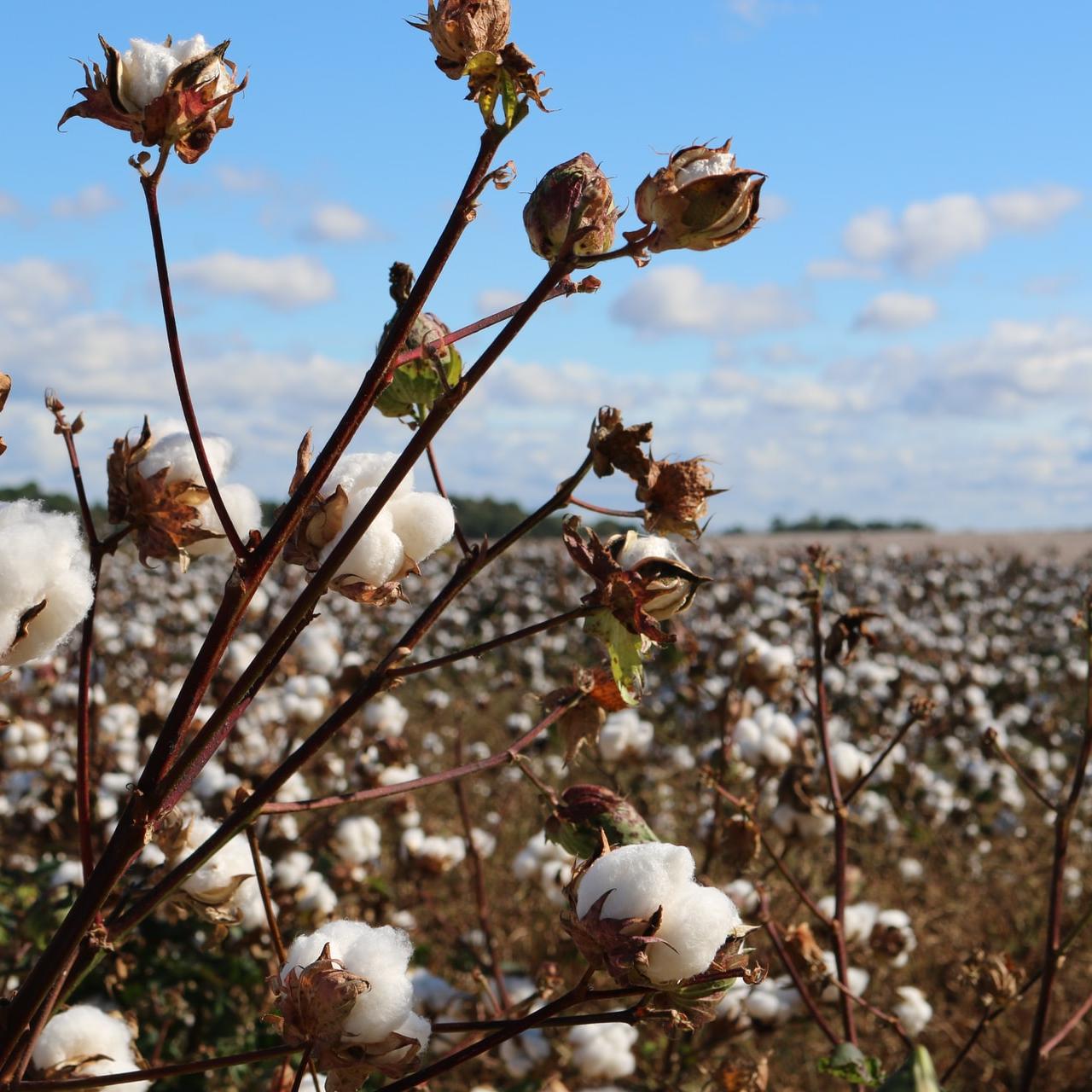 Sustainable Cotton