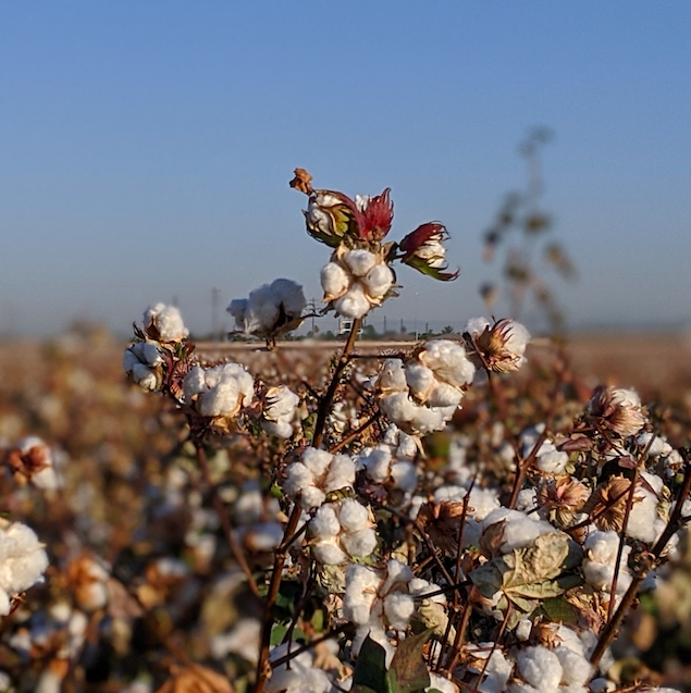 Sustainable Cotton